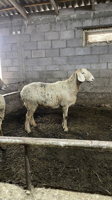 Бараны, овцы: Продаю | Овца (самка) | Для разведения | Ярка — 9