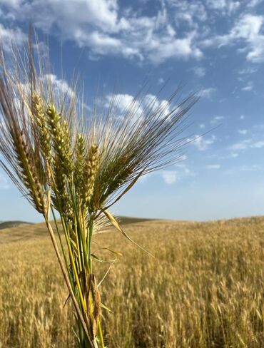 masinlar satisi: 450 соток, Для сельского хозяйства, Собственник, Купчая