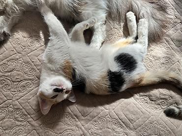 кошки шотландские: Кошка даром: Беспородная, 3 месяца, Девочка, Приучена к лотку — 4