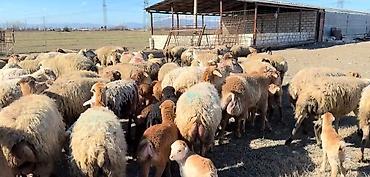 cins keciler: Erkək, il: 1, Damazlıq, Pulsuz çatdırılma — 1