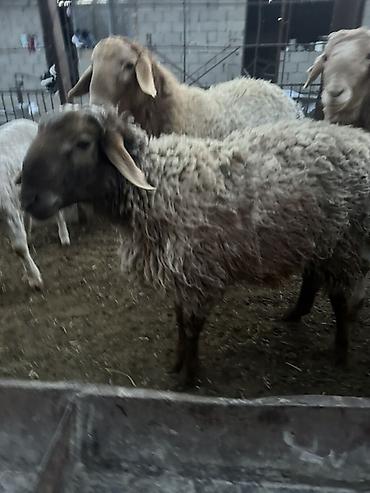 Баран, овца: Продаю | Баран (самец) | Полукровка | Для разведения — 9