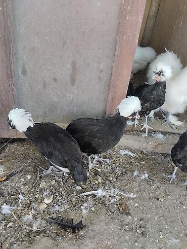 Toyuqlar: Toyuq, Damazlıq, Ünvandan götürmə, Ödənişli çatdırılma — 24
