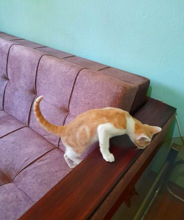 отдам в добрые руки шпица в Азербайджан | Коты: Котёнок 4 месяцев, персиковый мальчик. Ходит в лоток, кушает сухой и