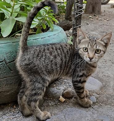 корм для котят: Кошка даром: Беспородная, 2 месяца, Девочка, Проглистована — 1