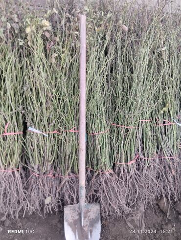 Садовые цветы и кустарники: Саженцы цветка: Розы — 11