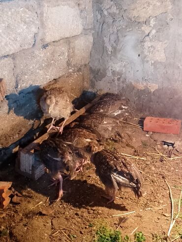 Cücələr: Hinduşka cücələri, Damazlıq — 7