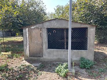 Həyət evləri və villaların satışı: Həyət evi – geniş torpaq sahəsi ilə - İkiqat yamaclı dam örtüyü, bərk — 11