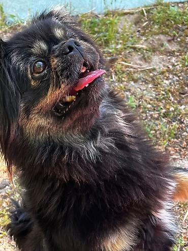 kopək: Pekines, 1 il, Dişi, Peyvəndli — 1
