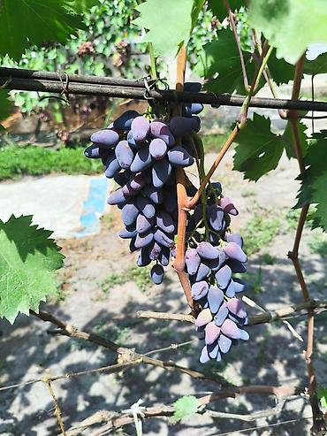 Виноград: Продаются саженцы. Сорт супер вкусного и большого винограда. Ризомат — 6