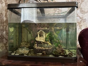 малек форели бишкек: Продаю аквариум для рыбок на 80л. Со всем содержимым внутри (Рыбки