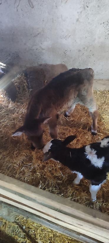Коровы, быки: Продаю | Музоо, торпок | Голштин, Швицкая | На откорм | Искусственник — 3