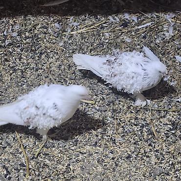 Göyərçinlər: Zövqlü dekorativ göyərçinlər dəsti - Nadir görünüşlü dekorativ — 3