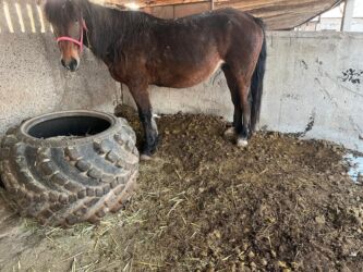 сколько стоит собака породы доберман: Продаю | Кобыла (самка) | Для молока, Для разведения