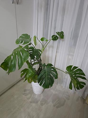 Монстеры: Монстера делициоза (Monstera deliciosa) в декоративном кашпо - — 1