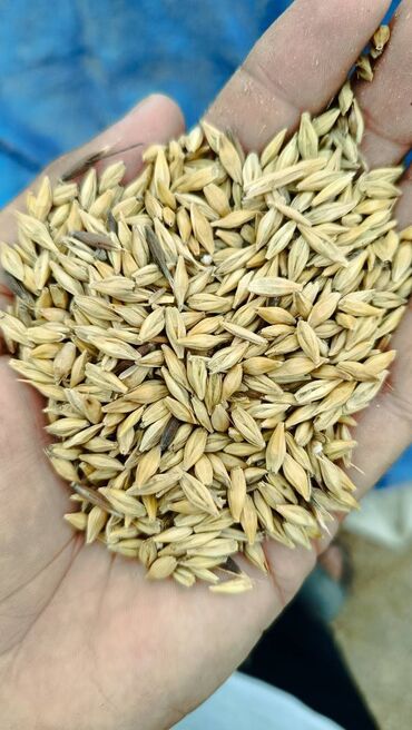 badamlı su 19 lt qiymeti: Arpa Finola altı cərgə, toxumluq və yemlik . Biraz vələmirlidir . 48