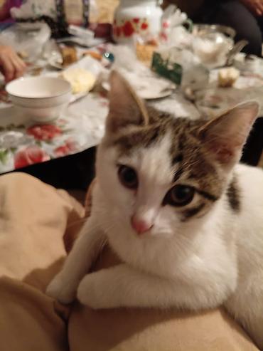 корниш рекс: Котёнок домашний, короткошёрстный. Описание: - Окрас: белый с — 1