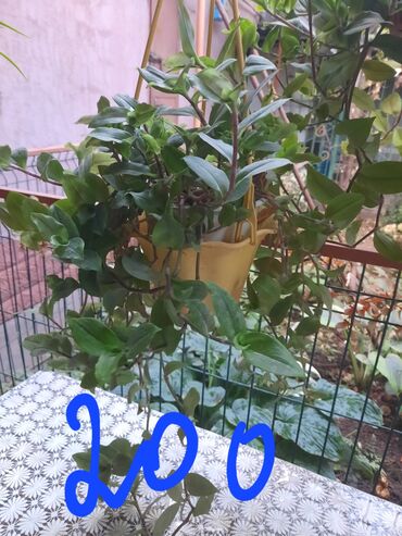 Алоэ: Алоэ at lalafo.kg — 3 Алоэ: Алоэ — 3