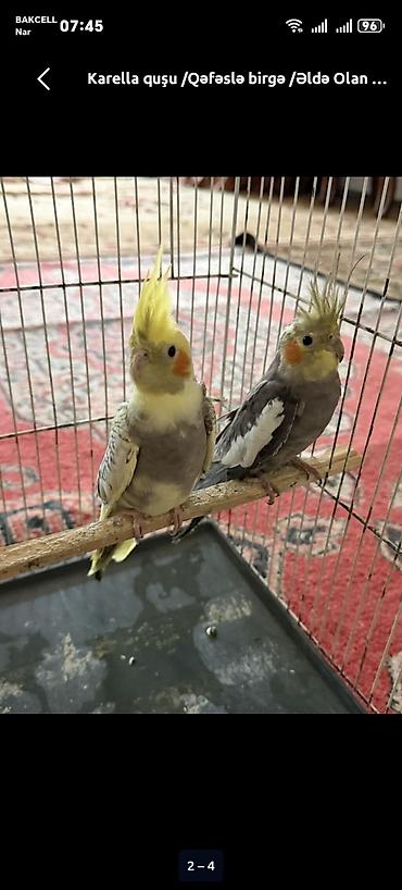 quş qaz: Nymph parakitləri (cockatiel) – cüt - Növ: Nymphicus hollandicus — 6