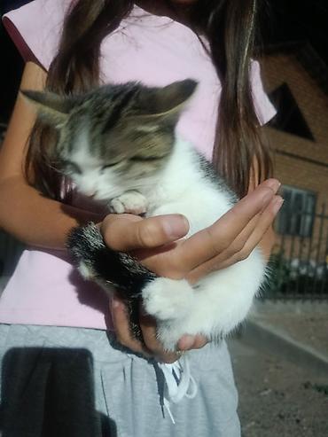 коты бесплатные: Кошка даром: Беспородная, 1 месяц, Девочка — 1