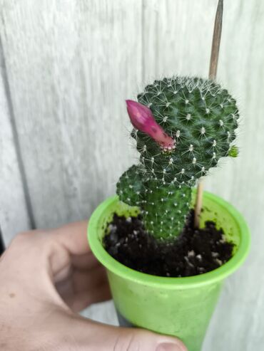 Драцены и Сансевиерии: Разные комнатные растения. Чтобы узнать стоимость конкретного растения at lalafo.kg — 6 Драцены и Сансевиерии: Разные комнатные растения. Чтобы узнать стоимость конкретного растения — 6