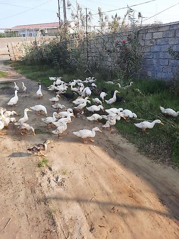 qara xoruz: Məhsul: Ev quşları – ördəklər (qarışıq sürü) Təsvir: - Fotoşəkillərdə — 3