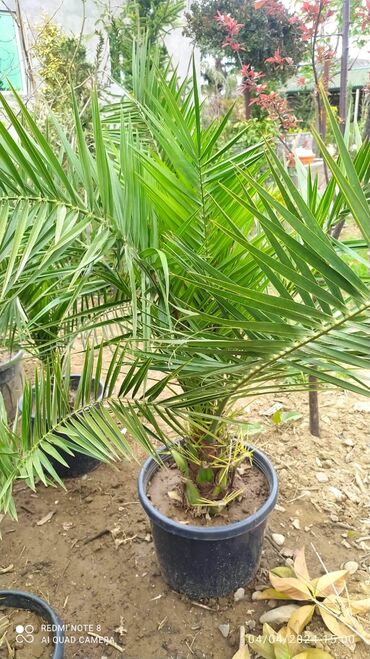 beqoniya bitkisi: Finik palma hər qiymete olani var ətraflı məlumat üçün əlaqə saxlaya