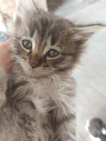 сибирский кот цена: Отдам котят в добрые руки!1.5 месяца кушают всё к лотку приучины