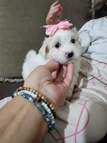 Psi: Na prodaju cistokrvni stenci maltezera. Ostenjeni 24.12.25. 4 zenkice — 3