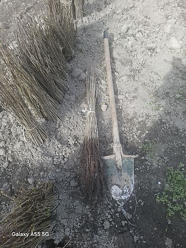 zeytun ağacı qiyməti: Gilas şitilləri (calaq altı) yeni çıxardılıb — 1