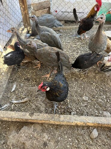 куры домашние цена: 🐣Продаю декоративные карликовые породы кур и петухов! Отличные