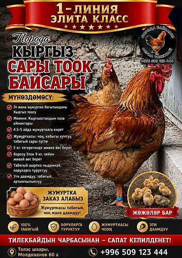 попугай ара бишкек: Байсары тоок; жумурткасы жана жөжөлөрү сатылат! — 3