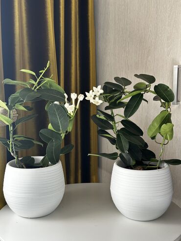 шкафы шифонеры бу: Ароматный жасмин в стильном горшке 🌿🌸 Продаю красивое комнатное