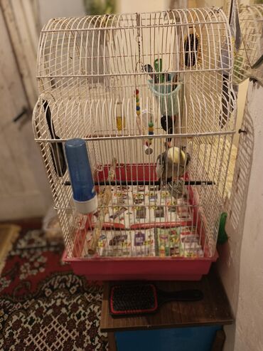 Tutuquşları: Nymph parakit (cockatiel) – boz-sarı rəngli, başında sarı çələk və — 11