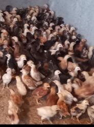 Ördəklər: Ördəklər — 4