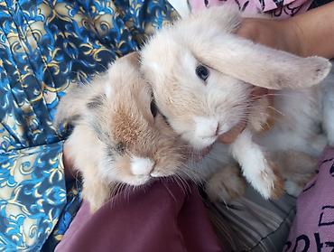 Dovşanlar: Holland Lop qulaqlı dekorativ dovşan balaları - Cins: Lop (sallanan — 2