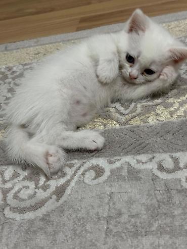 Pişiklər: Şotland yastı qulaq — 32