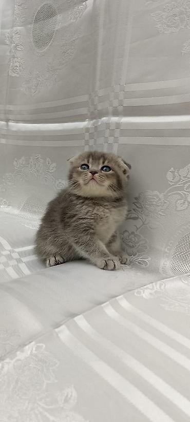 Pişiklər: Britan — 6