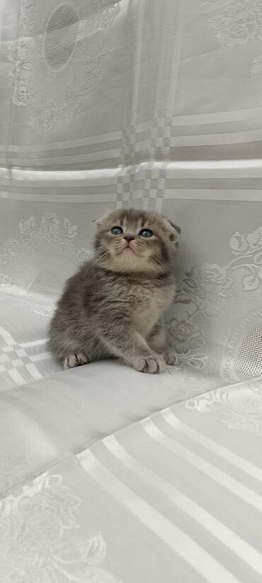 Pişiklər: Şotland, Dişi, Yaxşı əllərə, Ünvandan götürmə, Pulsuz çatdırılma, Ödənişli çatdırılma — 33