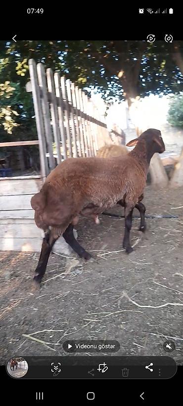 poni at satilir: Qara rəngə yaxın tünd qəhvəyi, quyruğu iri (yağlı quyruq) olan yerli — 3
