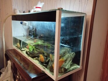 Akvariumlar: Uzunlug 112
hundurluk 62
Balıqsiz tek akvarium satılır