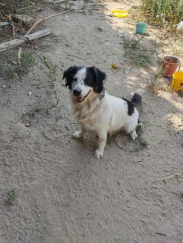 İtlər: Zvonok, 1 il, Dişi -da lalafo.az — 9 İtlər: Zvonok, 1 il, Dişi — 9