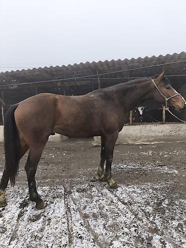 Лошади, кони: Продаю | Жеребец | Полукровка | Конный спорт — 7