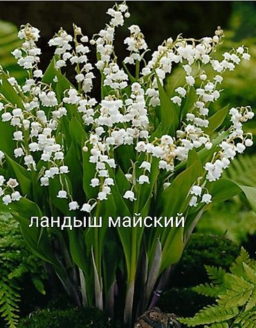 Другие виды семян и саженцев: Все растения что на фото, есть в наличии — 28