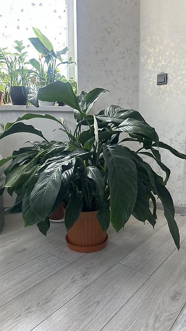 уход за цветами: Крупный спатифиллум (Spathiphyllum), «женское счастье» - Пышный — 5