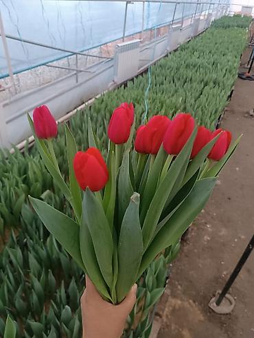 Цветы и букеты: Тюльпаны тепличного выращивания — срезка и срезочные бутоны - — 7