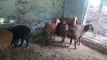 Баран, овца: Продаю | Ягненок — 4