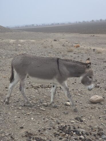 Eşşəklər: 4 erkək 2 dişi eşək satılır ən böyünün yaşı 4-dü qiyməti 550 manatdır — 5