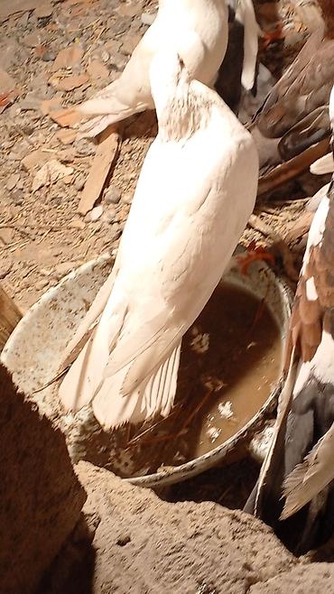 at satisi qiymetleri: Ağ erkey tutulmadı qenedın altı zelyonka qızgın erkeydı yorğun düşüb — 1