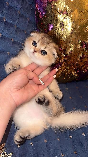 Кошки: Шотландская вислоухая — 2