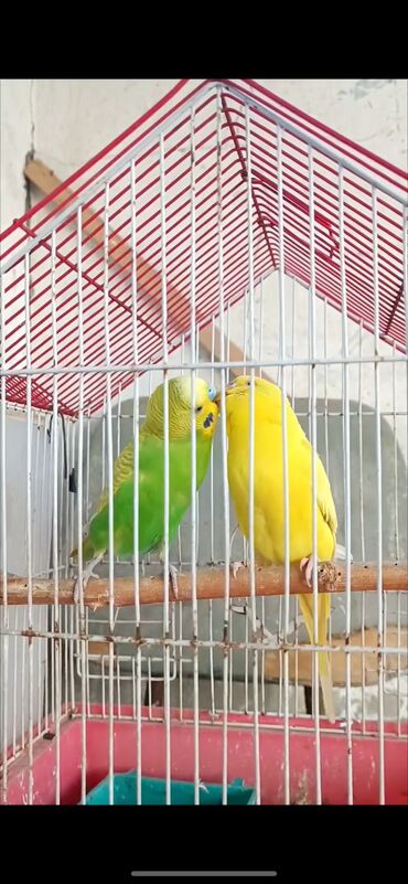 kakadu papuqay satilir: Cüt papuqay yuva tax bala al. Rengleri göz önündedi. Bir birini